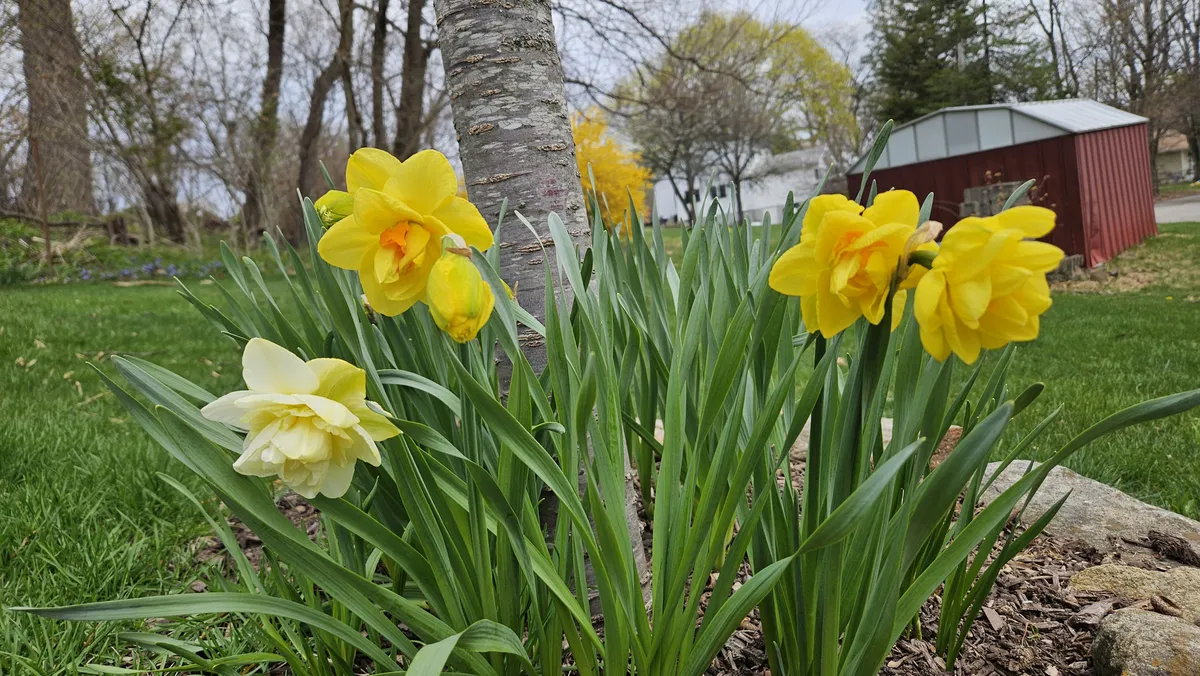 Yellow Daffodil at The Cat Chalet